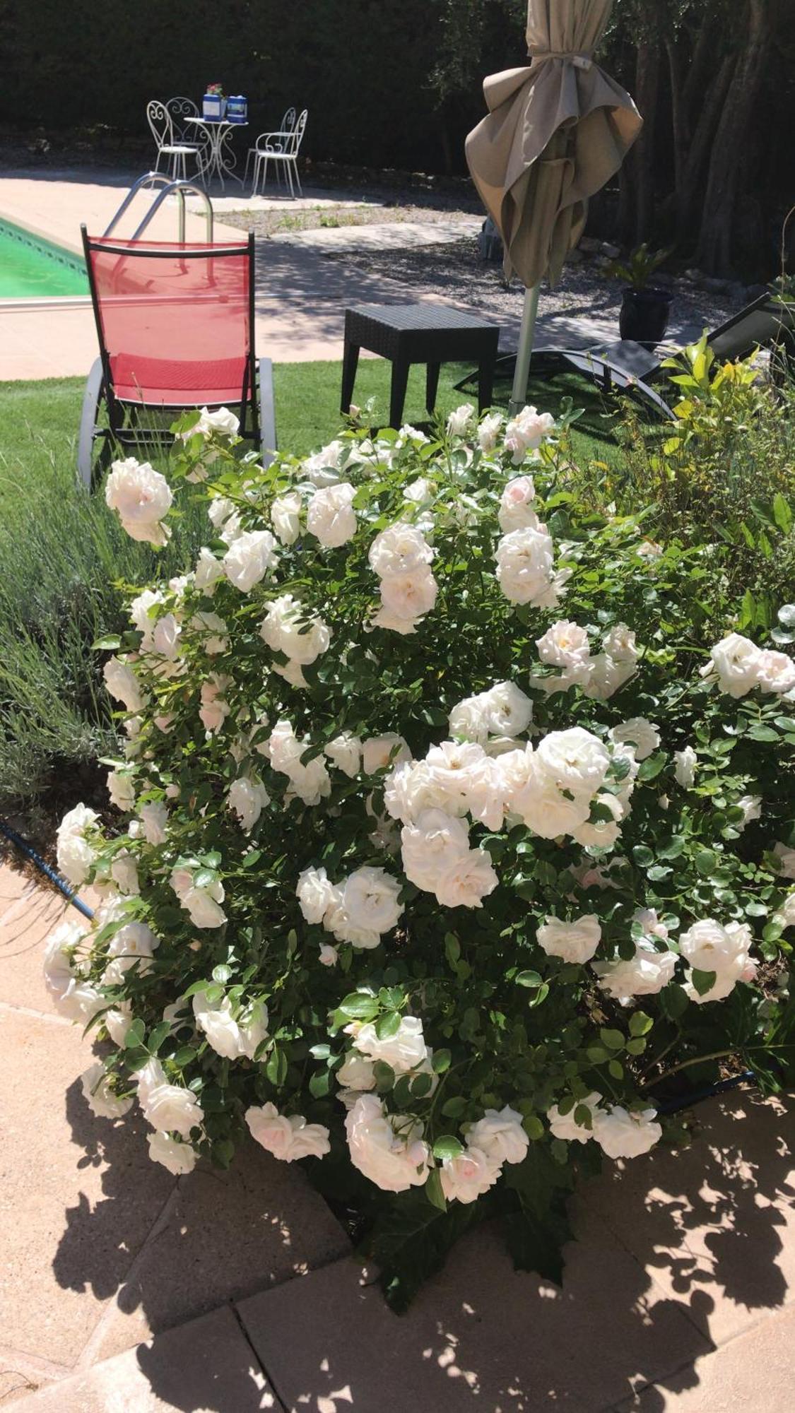 Le Patio Fleuri * Lorgues