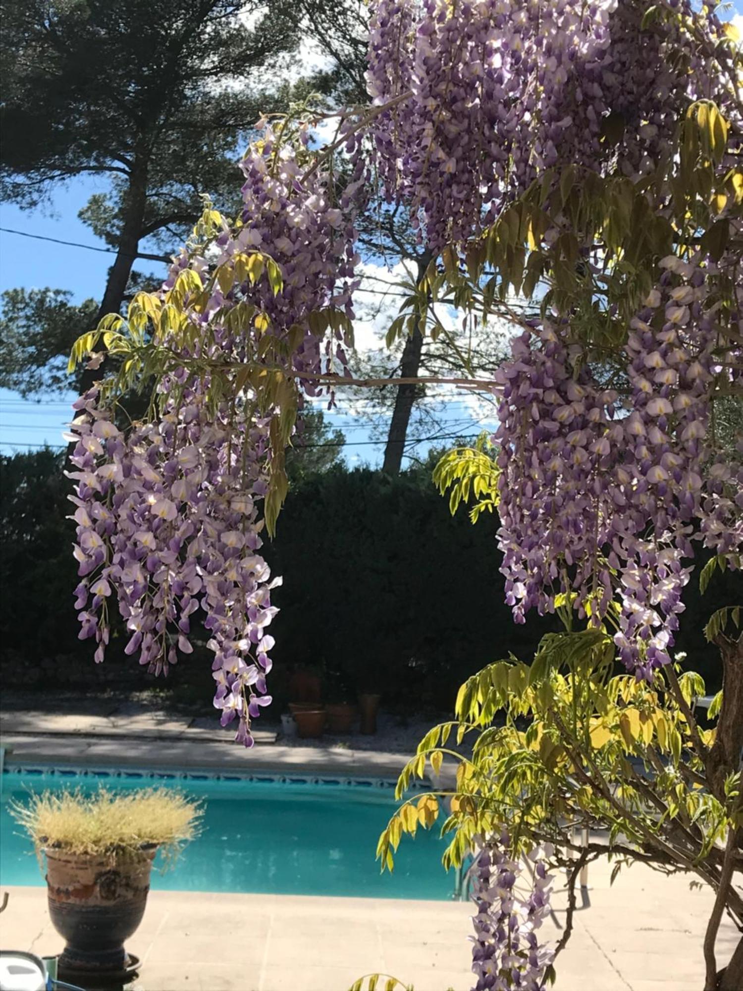 Le Patio Fleuri Gasthof